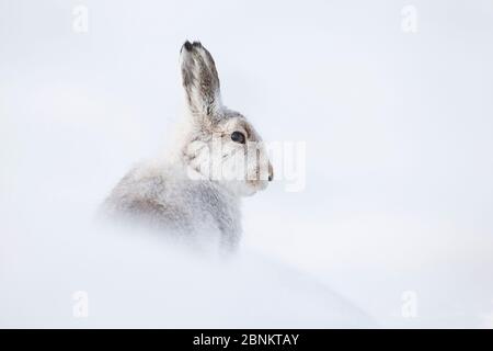 Berghase (Lepus timidus) im Winterpelage, Cairngorms National Park, Schottland, Großbritannien, Februar. Stockfoto