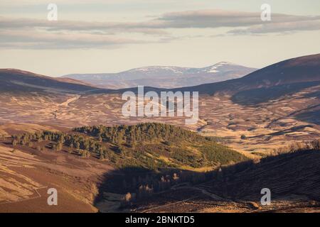 Blick über Patchwork von Grouse Moor im östlichen Grampians, Deeside, Cairngorms National Park, Schottland, UK, April 2016. Stockfoto