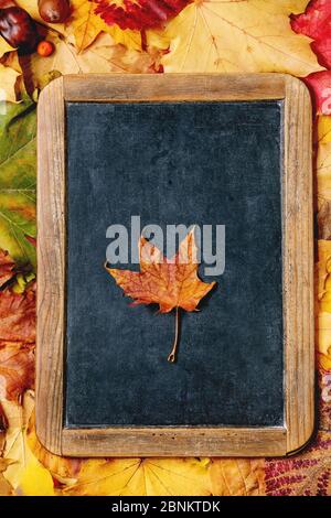 Vielfalt der Blätter im Herbst Stockfoto