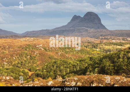 Hügel der Regeneration des Waldes über Assynt mit Suilven im Abstand, Lochinver, Sutherland, Schottland, UK, Mai 2016. Stockfoto