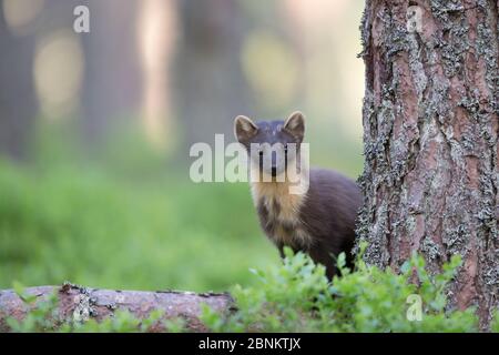 Marder (Martes Martes) auf gefallener Kiefer, Glenfeshie, Cairngorms National Park, Schottland, Großbritannien, Mai. Stockfoto