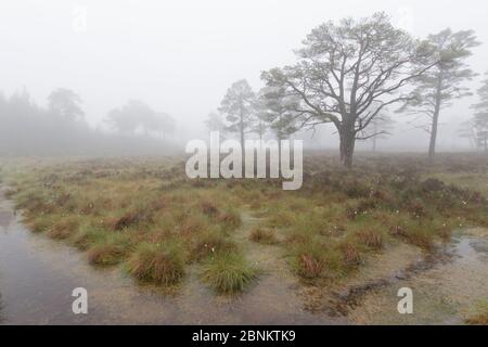 Moorwald bei Sonnenaufgang, Rothiemurchus Forest, Cairngorms National Park, Schottland, Großbritannien, Juni. Stockfoto