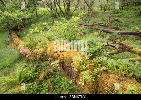 Gefallene Eiche (Quercus sp) mit Sprossen wachsen von amtsleitung im Atlantischen Oakwood, Taynish National Nature Reserve, Argyll, Schottland, Großbritannien, Juni. Stockfoto