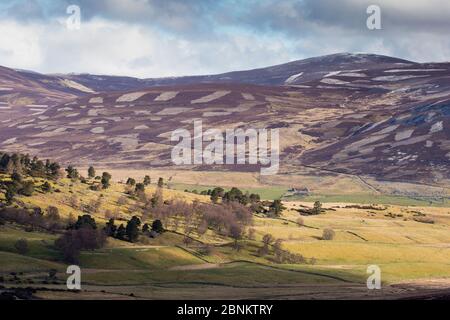 Patchwork aus Hochland Heidekraut Moorland, Schafweide und isolierten Wald in Morgenlicht, Invercauld Estate, Cairngorms National Park, Schottland, Großbritannien, Stockfoto