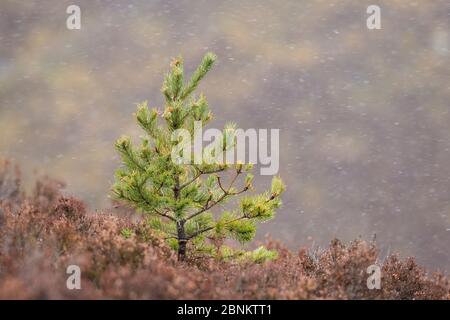 Schotten Kiefer (Pinus sylvestris) Setzling zwischen Heidekraut, Deeside, Cairngorms National Park, Schottland, Großbritannien, April. Stockfoto