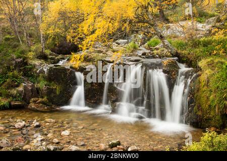 Wasserfall auf der bewaldeten Hügel im Herbst, Glenfeshie, Cairngorms National Park, Schottland, Großbritannien, Oktober 2015. Stockfoto