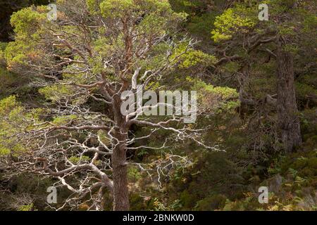 Schottenkiefer (Pinus sylvestris) wächst in bewaldeten Schlucht, Beinn Eighe National Nature Reserve, Torridon, Wester Ross, Schottland, Großbritannien, Oktober. Stockfoto