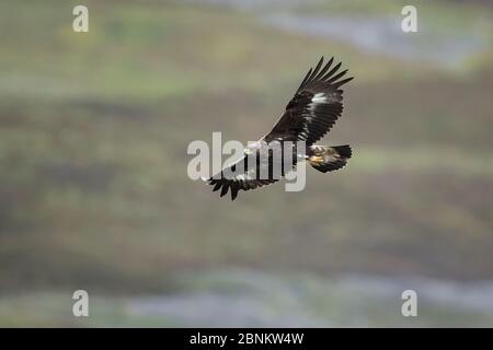 Steinadler (Aquila chrysaetos) fliegen unter-Erwachsene, Strathdearn, Inverness-Shire, Schottland, Großbritannien, August. Stockfoto