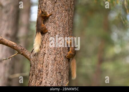 Zwei rote Eichhörnchen (Sciurus vulgaris) jagen einander auf Kiefernstamm, Cairngorms National Park, Schottland, Großbritannien, Juni. Stockfoto