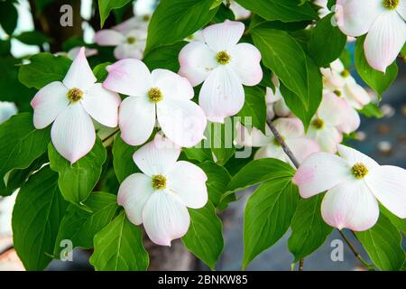 Nahaufnahme von weißen Cornus kousa oder Kousa Dogwood Blüten mit zarten rosa gefärbt wachsen auf dem Baum inmitten von frischen grünen Blättern im Frühjahr Stockfoto