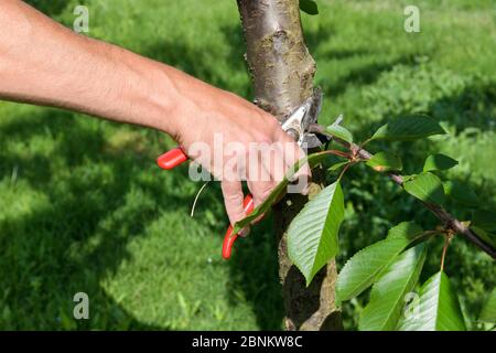 Bauer, der einen Baum mit einer Schere beschneidet oder eine Schere, die ungewolltes Wachstum der unteren Äste aus nächster Nähe auf der Hand abschneidet Stockfoto