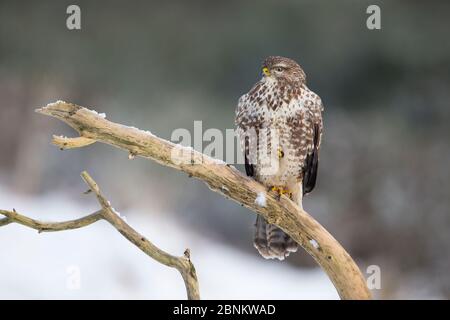 Bussard (Buteo buteo), der auf Ast, Schottland, Großbritannien, Januar. Stockfoto