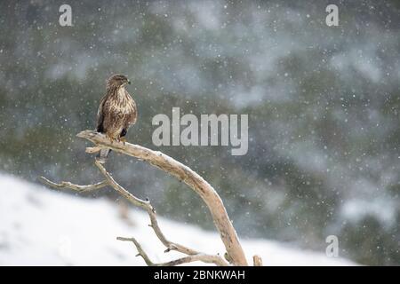 Bussard (Buteo buteo), der im Schnee auf dem Ast steht, Schottland, Großbritannien, Februar. Stockfoto