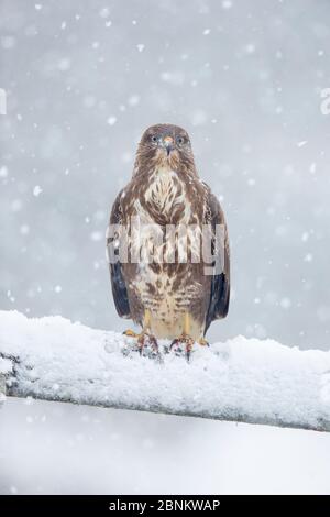 Bussard (Buteo buteo), der im Schnee auf dem Tor steht, Schottland, Großbritannien, Januar. Stockfoto