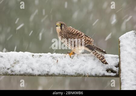 Kestrel (Falco tinnunculus) Weibchen, die im Schnee auf dem Tor herumstampfen, Schottland, Großbritannien, Dezember. Stockfoto