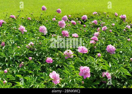 Darstellung von rosa Pfingstrosen auf grünen Pflanzen im Frühjahr in einem Garten mit grünen Rasen kultiviert Stockfoto