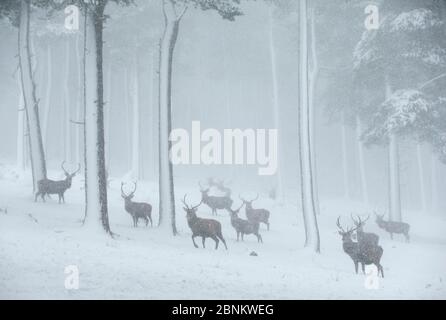 Rothirsch-Herde (Cervus elaphus) Hirsche im Kiefernwald bei Schneefall, Cairngorms National Park, Schottland, Großbritannien, Dezember. Stockfoto