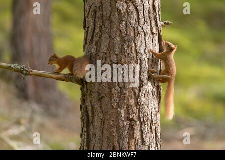 Zwei junge rote Eichhörnchen (Sciurus vulgaris) jagen einander um den Kiefernstamm, Schottland, Großbritannien, September. Stockfoto