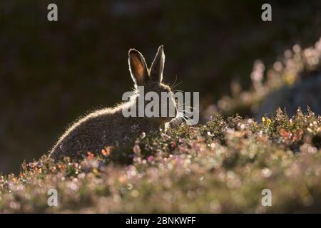 Berghase (Lepus timidus) leveret hinterleuchtet auf Heidemoor, Schottland, Großbritannien, August. Stockfoto