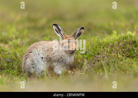 Berghase (Lepus timidus) sub adult auf Heidemoor, Juli. Stockfoto
