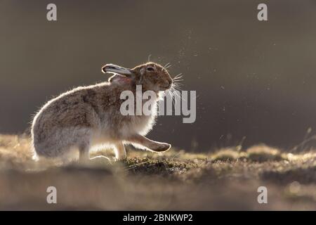 Berghase (Lepus timidus) Erwachsene im Frühlingsmantel zitternd nach der Pflege, Schottland, Großbritannien, April. Stockfoto
