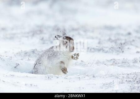 Berghase (Lepus timidus) im Winter Pelage schüttelt Schnee von Pfoten, Schottland, Großbritannien, März. Stockfoto