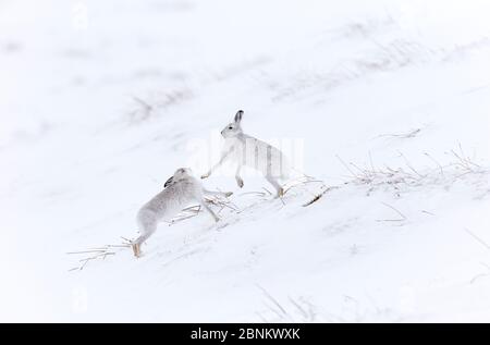 Zwei Berghasen (Lepus timidus) Boxen auf verschneiten Hügeln, Schottland, Großbritannien, Februar. Stockfoto