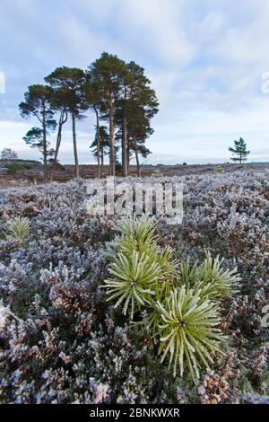 Gemeine Kiefer (Pinus sylvestris) sapling auf Heideland, Strathspey, Cairngorms National Park, Schottland, UK, November 2013. Stockfoto