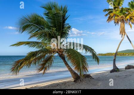 Karibik, große Antillen, Dominikanische Republik, Samaná, Las Galeras, Palmen am Strand Playa Grande Stockfoto