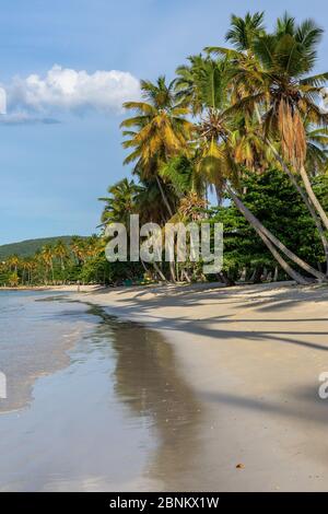 Karibik, große Antillen, Dominikanische Republik, Samaná, Las Galeras, Playa Grande Strand in Las Galeras Stockfoto