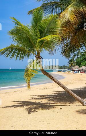 Amerika, Karibik, große Antillen, Dominikanische Republik, Samaná, Las Terrenas, Palmenkrüge über den feinen Sandstrand von Playa Punta Popy Stockfoto