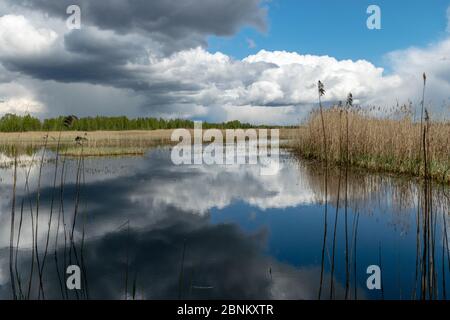 Frühlingslandschaft mit einem entwickelten Moorsee, sumpfigen Wiesen und Mooren wunderbare Cumuluswolken und Reflexionen im Wasser, Sedas Heide, Lettland Stockfoto