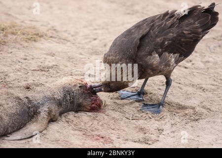 Subantarktische Skua (Catharacta Antarctica) ernährt sich von einem toten neuseeländischen Seelöwen (Phocarctos hookeri) Enderby Island in der subantarktischen Auckland Isl Stockfoto