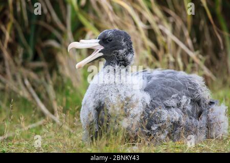Nördlicher Riesensturmvogel (Macronectes halli) Jungvogel ruft am Boden, Enderby Island in der subantarktischen Inselgruppe der Auckland Islands, Neuseeland, Ja Stockfoto