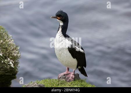 Auckland Island Shag (Leucocarbo colensoi) auf Enderby Island im subantarktischen Archipel der Auckland Islands, Neuseeland, Januar Stockfoto