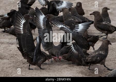 Subantarktische Skuas (Catharacta antarctica) kämpfen um die Nachgeburt eines neuseeländischen Seelöwen (Phocarctos hookeri) Enderby Island in der subantarktischen Stockfoto