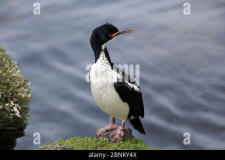 Auckland Island Shag (Leucocarbo colensoi) auf Enderby Island im subantarktischen Archipel der Auckland Islands, Neuseeland, Januar Stockfoto