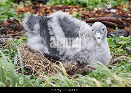 Nördlicher Riesensturmvogel (Macronectes halli) juvenil auf dem Boden, Enderby Island in der subantarktischen Inselgruppe der Auckland Islands, Neuseeland, Januar Stockfoto