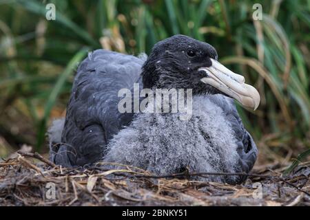 Nördlicher Riesensturmvogel (Macronectes halli) juvenil auf dem Boden, Enderby Island in der subantarktischen Inselgruppe der Auckland Islands, Neuseeland, Januar Stockfoto