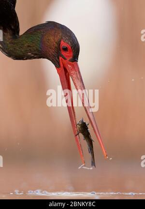 Schwarzstorch (Ciconia nigra) Fische fangen, Ungarn Mai Stockfoto