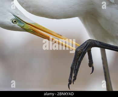 Großer Weißer Reiher (Egretta alba), der den Fuß putzt, Ungarn Januar Stockfoto