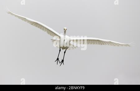 Silberreiher (Egretta alba) im Flug, Ungarn Januar Stockfoto