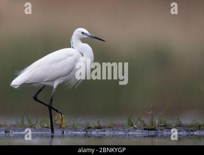 Seidenreiher (Egretta garzetta) Ungarn können Stockfoto