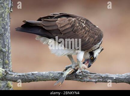 Fischadler (Pandion haliaetus) Fütterung von Fischen im Baum, Finnland April Stockfoto