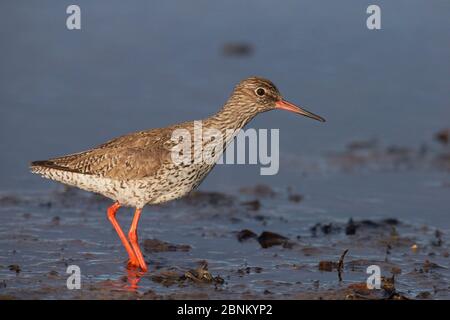 Rotschenkel (Tringa totanus) Uto Finnland Juni Stockfoto