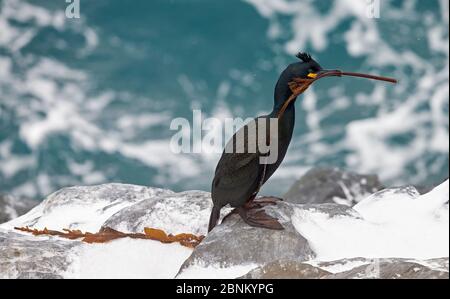 Shag (Phalacrocorax aristotelis) Gebäude Nest auf Küstenklippe, Vardo, Norwegen März Stockfoto