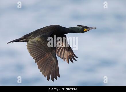 Shag (Phalacrocorax aristotelis) im Flug, Vardo, Norwegen März Stockfoto
