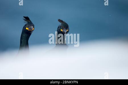 Shag (Phalacrocorax aristotelis) zwei Köpfe oberhalb der Felsen, Vardo, Norwegen März Stockfoto