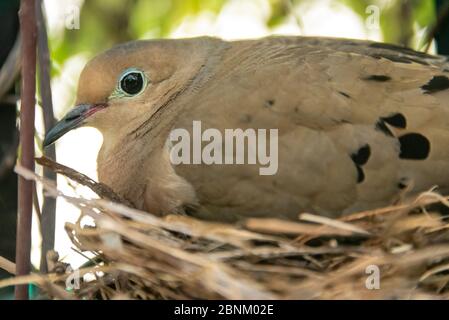 Nisttaube (Zenaida macroura) in Clermont, Florida. (USA) Stockfoto