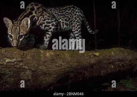 Ozelot (Leopardus pardalis) Kamera trap Bild, Halbinsel Nicoya in Costa Rica. Stockfoto